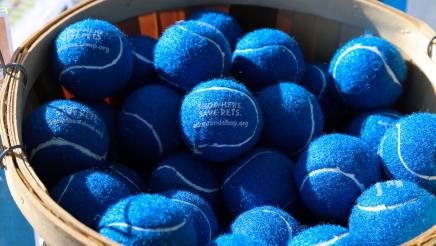 Multiple blue tennis ball dog toys in basket